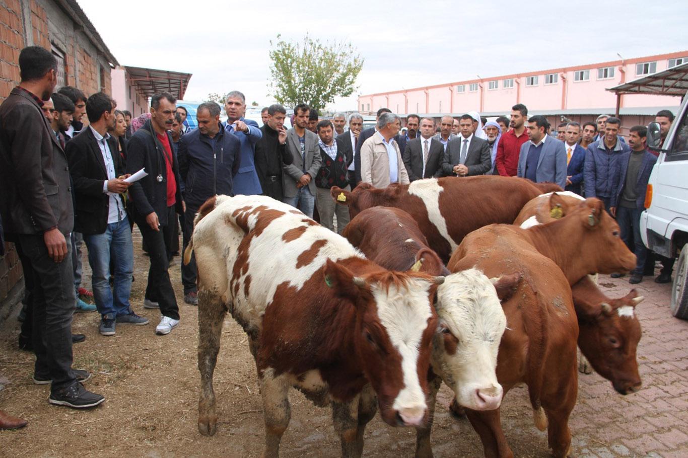 Genç Çiftçi Projesi kapsamında hayvan teslimatı yapıldı